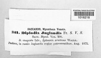 Diplodia juglandis image